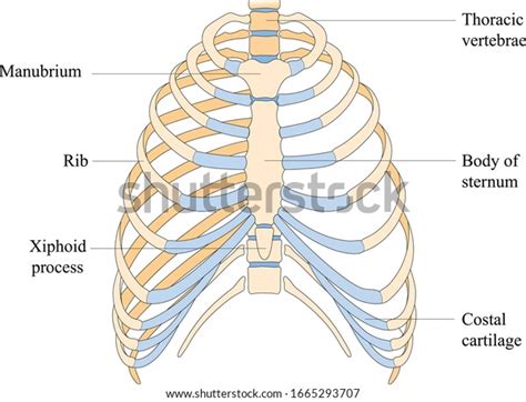 45 Label Thoracic Cavity