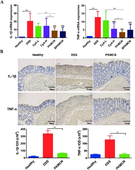 A The Mrna Expression Of Pro Inflammatory Cytokines Il And Tnf In