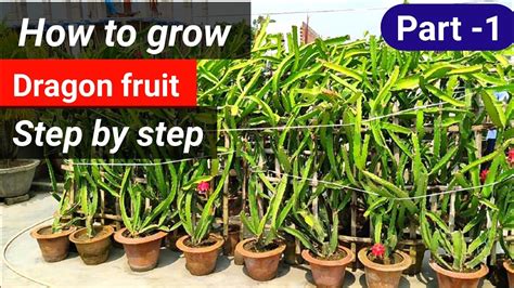 How To Grow Dragon Fruit Plant In Pot Container Dramটবে ড্রাগন ফল