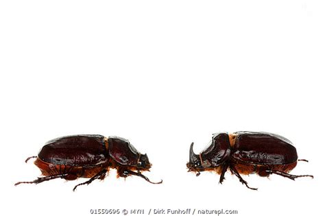 Stock Photo Of Rhinoceros Beetle Oryctes Nasicornis Pair Stuttgart