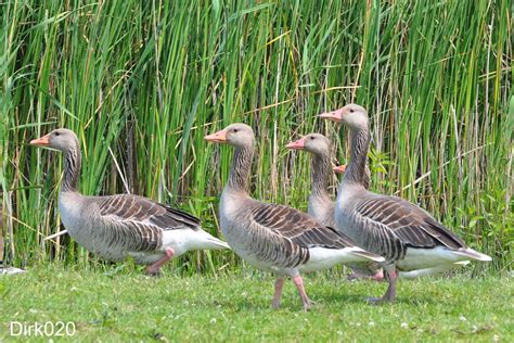 The March Of The Grey Geese These Adult Grey Geese Are Mar Flickr