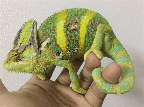Veiled Chameleon Colors Mood Color Chart And Meanings