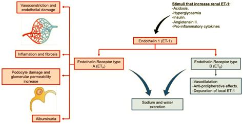 Sparsentan in IgA Nephropathy : The PROTECT trial — NephJC