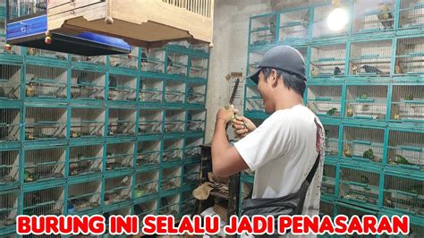 Burung Yang Satu Ini Selalu Jadi Penasaran Kicau Mania Youtube