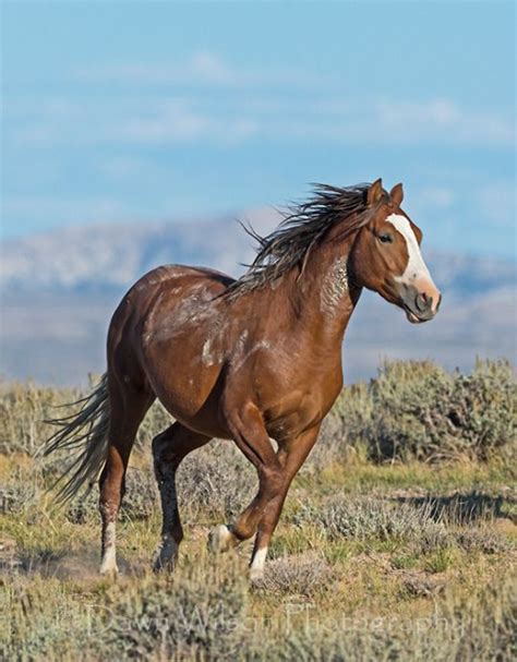 1522 best images about Mustang - wild horses on Pinterest | Mustang ...