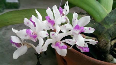 Lan Ngọc điểm Rhynchostylis Gigantea