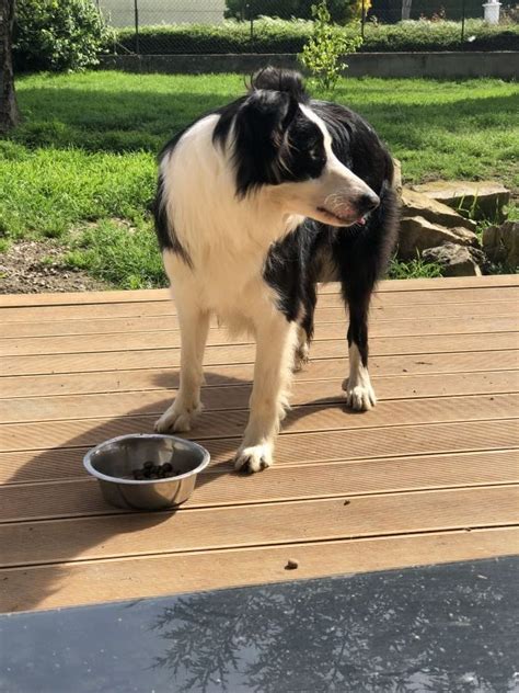 Urgent Magnifique Chien Type Border Collie Uncompagnon Fr