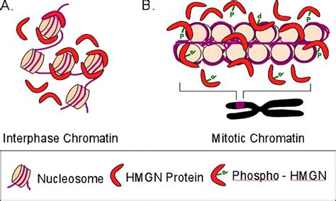 Cell Cycle-dependent Binding of HMGN Proteins to Chromatin | Molecular ...