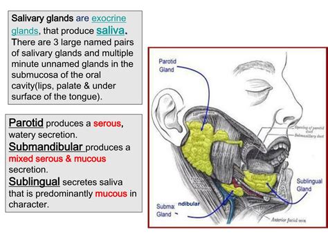 Ppt Salivary Glands Powerpoint Presentation Free Download Id9599085