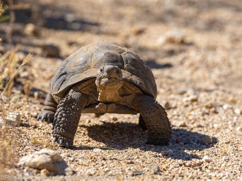 Sonoran Desert Tortoise | Marana, near Tucson, Arizona. | Photos by Ron ...