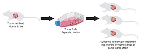 Syngeneic Mouse Models