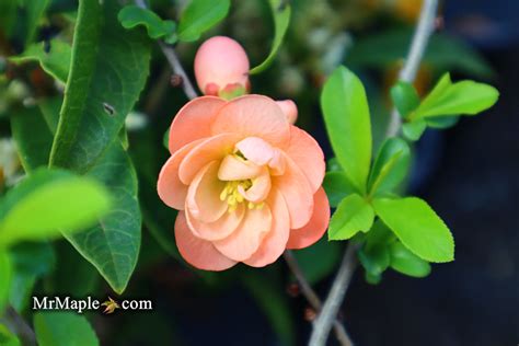 Buy Chaenomeles X Superba Cameo Dwarf Flowering Quince — Mr Maple