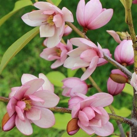 Magnolia Fairy Blush Evergreen Soft Pink Flowering Magnolia