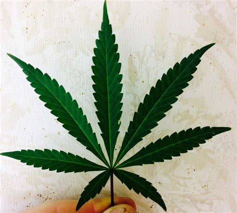 A Guide to Growing Sativa Strains Indoors | Grow Weed Easy