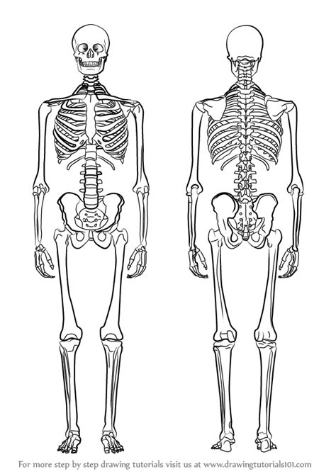 Skeleton Drawing