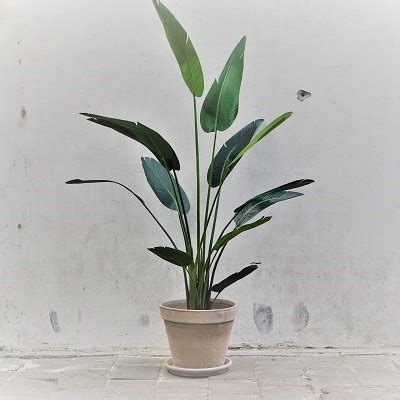 Kunst Strelitzia In Grijs Terra Pot Roets