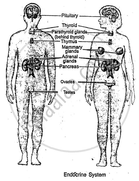 Draw An Outline Figure Of The Human Body And Show The Location Of Different Endocrine Glands