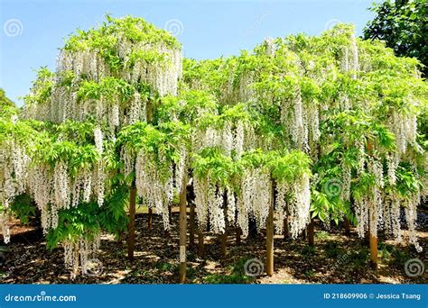 Wisteria in Japan stock photo. Image of flower, shrub - 218609906