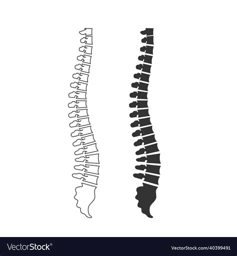 ANATOMY SPINE Svg Spine Clipart Spine Svg Spine