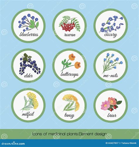 Iconos De Las Plantas Medicinales Ilustraci N Del Vector