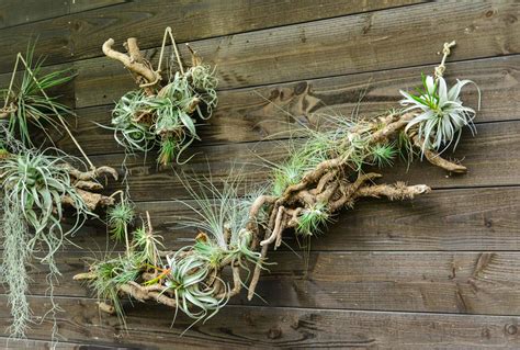 Comment Cultiver Les Tillandsias Plantes Sans Terre Plantes The Best