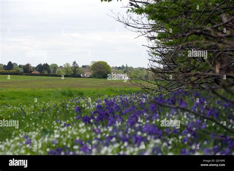 Bluebell Woods And Surrounding Areas At Gusted Hall Wood In Hockley