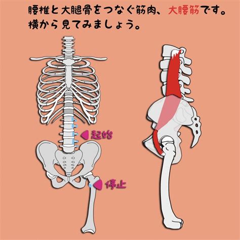 大腰筋（だいようきん）を横からみてみよう！ Anatomy Yogaリアル解剖学教室