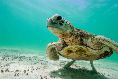 4000 Turtles Australia Stock Photos Pictures And Royalty Free Images