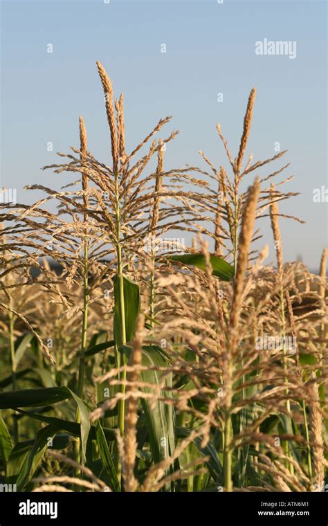 Corn Pollen Hi Res Stock Photography And Images Alamy