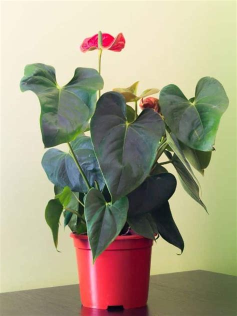 Cuidados Del Anturio O Anthurium Hermosa Y F Cil De Cuidar Las