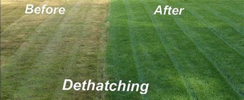 Guide To Dethatching A Lawn Everything You Need To Know OPE