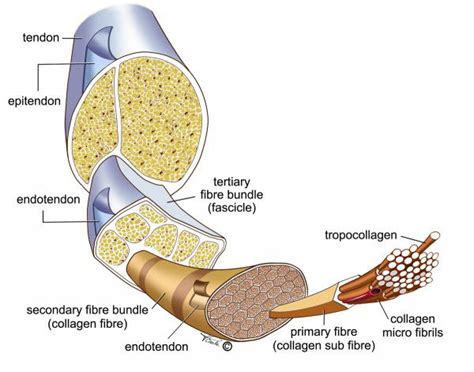 Tendon Viter La Tendinite Gr Ce Des Exercices