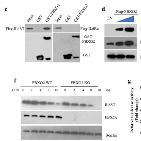 Fbxo2 Is Upregulated In Os Samples And Cell Lines A Fbxo2 Mrna And B Download Scientific