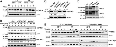 Pif Is A Negative Regulator Of The Cbf Pathway And Freezing Tolerance