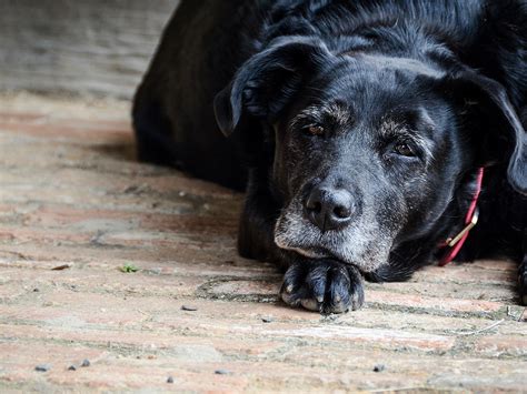 Artrosi Del Cane Anziano Come Riconoscerla E Trattarla A Good Magazine