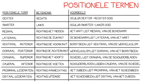 Belangrijkste Termen Anatomie Juf Danielle