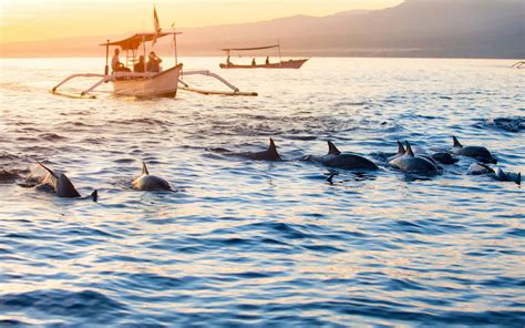 Bali Dolphin Watching And Sunrise Tour At Lovina Beach 2021