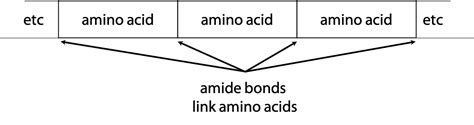 Biological Macromolecules And Amino Acids Bioc2580 Introduction To