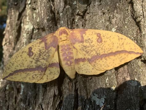 A Beautiful Imperial Moth Found In Nacogdoches Texas Moths