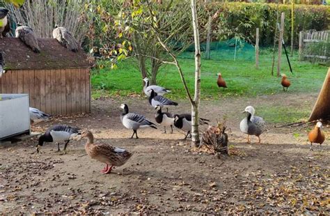 Viernheimer Vogelpark Stellt Jahresprogramm Vor