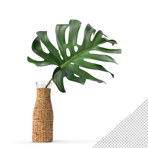 Premium PSD Monstera Leaves Png