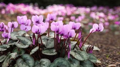 How To Grow Cyclamen Persicum Mill Rayagarden