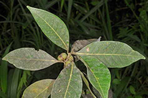 Ficus Septica Moraceae Image At Phytoimages Siu Edu