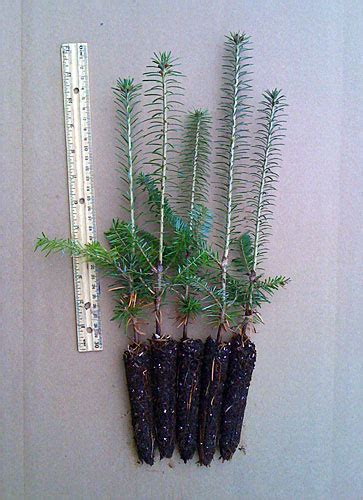 Evergreen Plug Seedlings For Sale Evergreen Trees For Sale