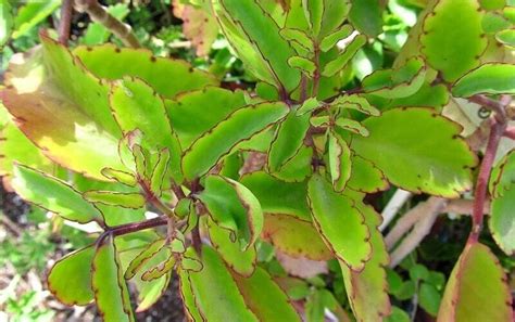 Rare Kalanchoe Pinnata Miracle Leaf Air Plants Bryophyllum Pinnatum