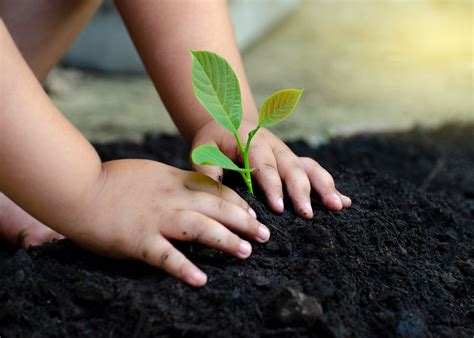 Escolas Verdes Educa O Para A Sustentabilidade Ambiental Artofit