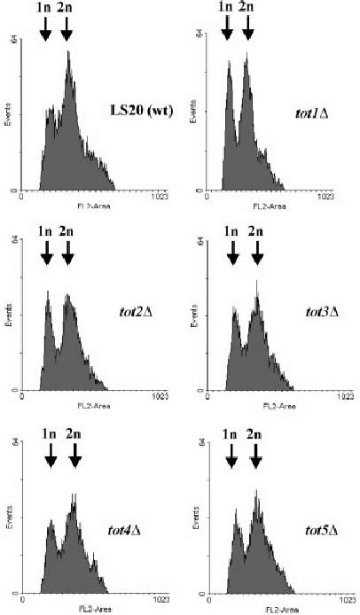 The Slow Growth Phenotype Of Tot1±5 D Strains Correlates With A