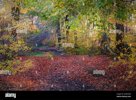 Bosque de hojas caducas en otoño con matices y tonos de los árboles de