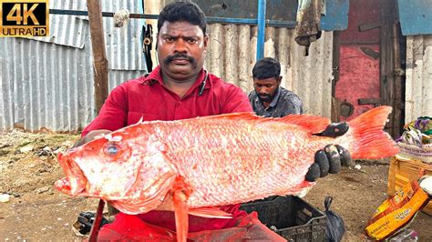 Kasimedu 🔥 Speed Selvam Red Snapper Fish Cutting In Kasimedu 4k