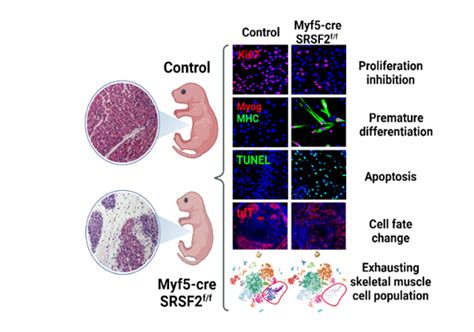 SRSF2在骨骼肌胚胎发育过程中的调控作用 生物通